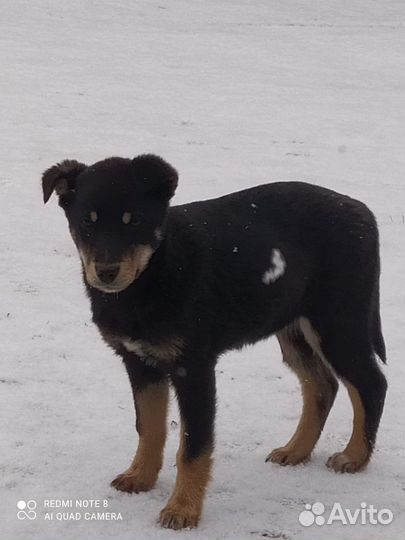 Щенок девочка осталась одинёшенька