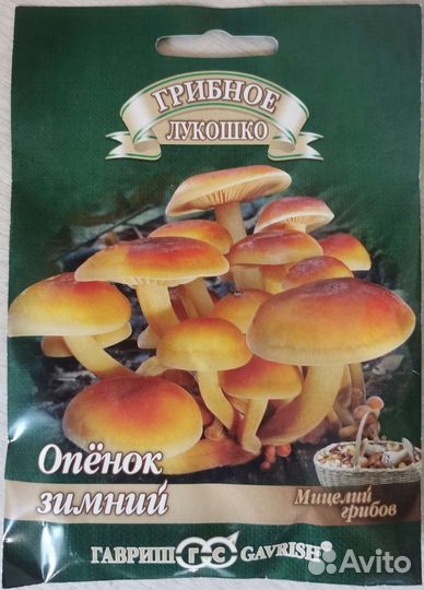 Мицелий грибов опята