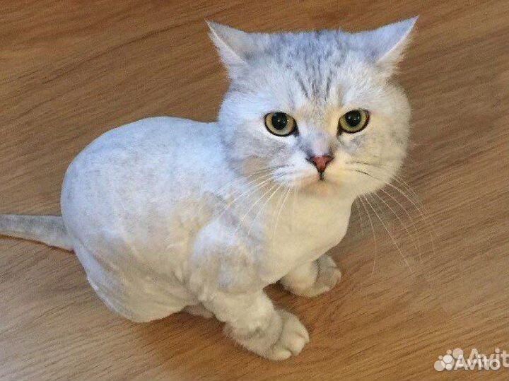 Стрижка кошек выезд на дом