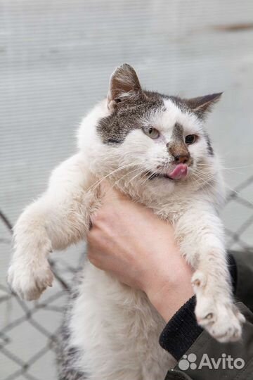 Котик кастрированный 1,5 года