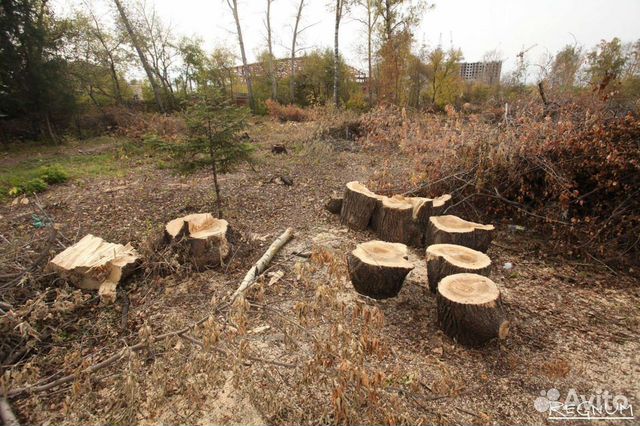 Спил и удаление деревьев московская область