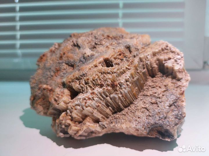 Окаменелая губка Хететес