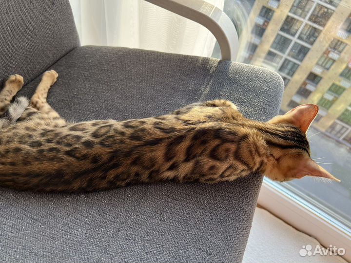 Бенгальский котенок девочка