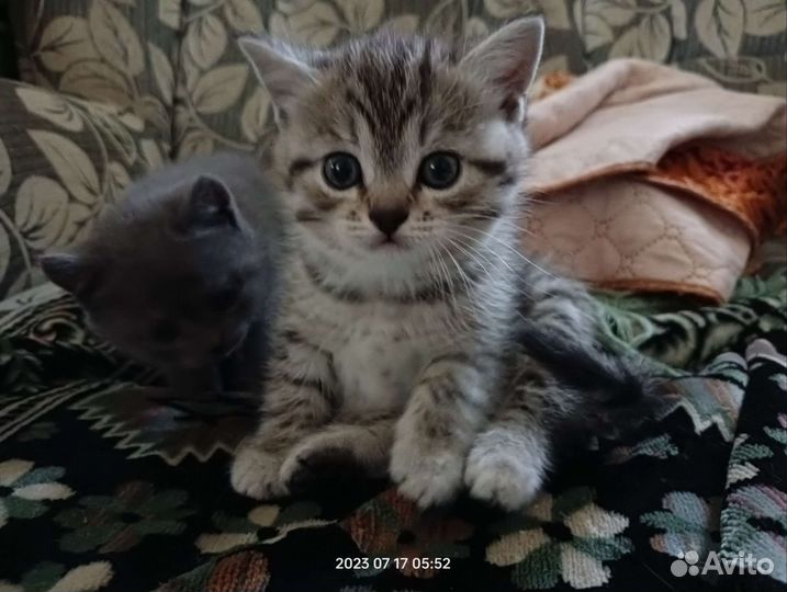 Британские котята девочка мраморная табби