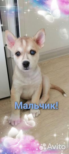 Отдам в добрые руки