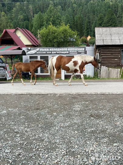 Продам пегую кобылу