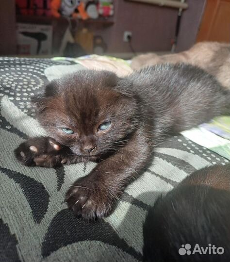 Шатландский котенок в добрые руки