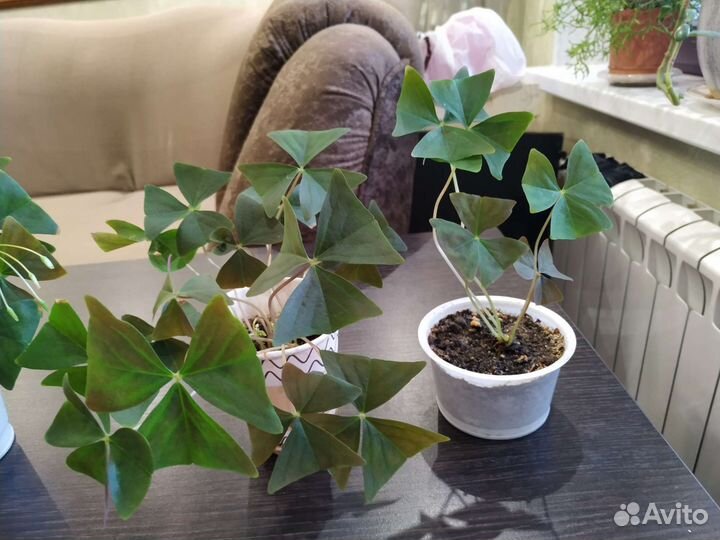 Оксалис кислица зелёная с белыми цветами