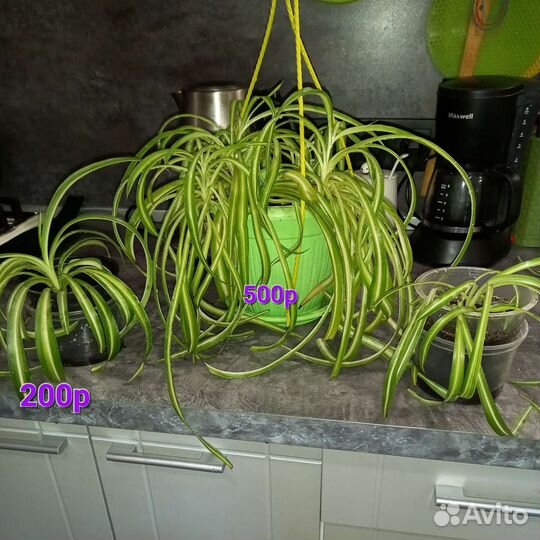Комнатные цветы
