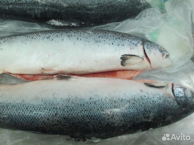 Живая форель икрянная