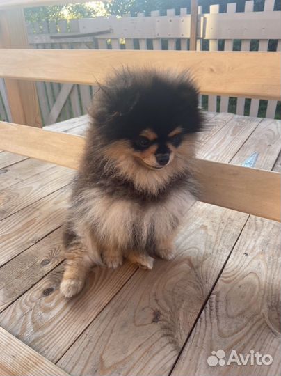 Померанский шпиц мишка черно подпалый