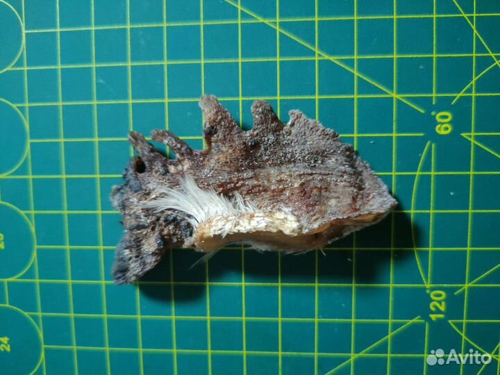 Гребень и лапы петуха