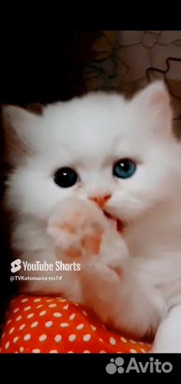 Эксклюзивная разноглазая куколка