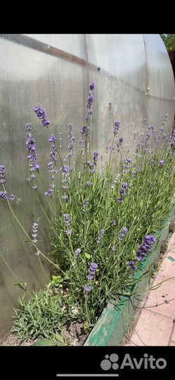 Лаванда узколистная Прованс стакан 1л