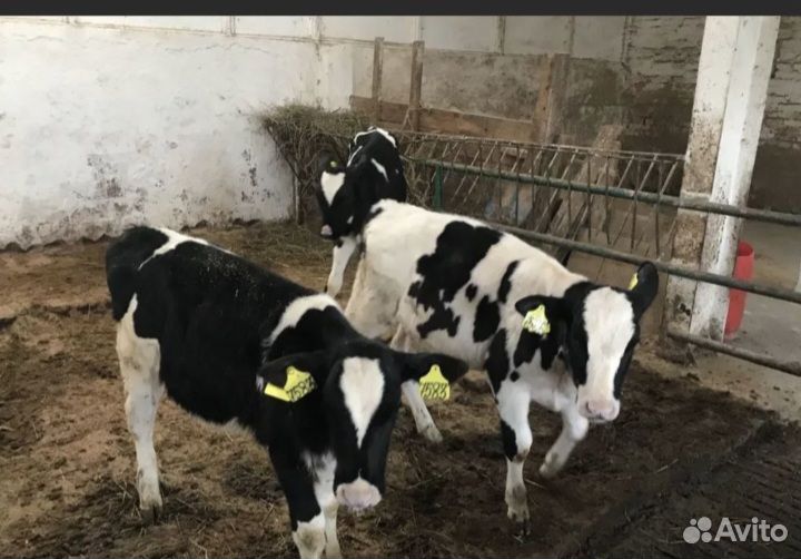 Телята бычки