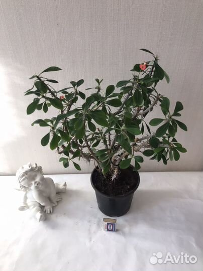 Молочай Миля - цветок для дома и офиса