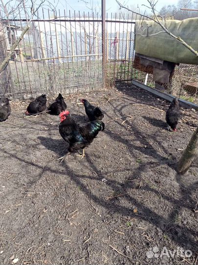 Джерсийский гигант