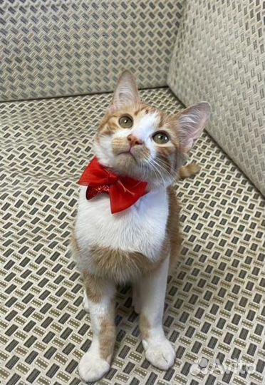 Котенок мальчик в добрые руки