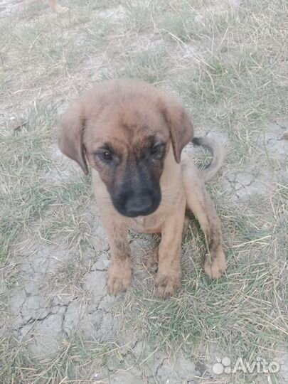 Щенок бесплатно