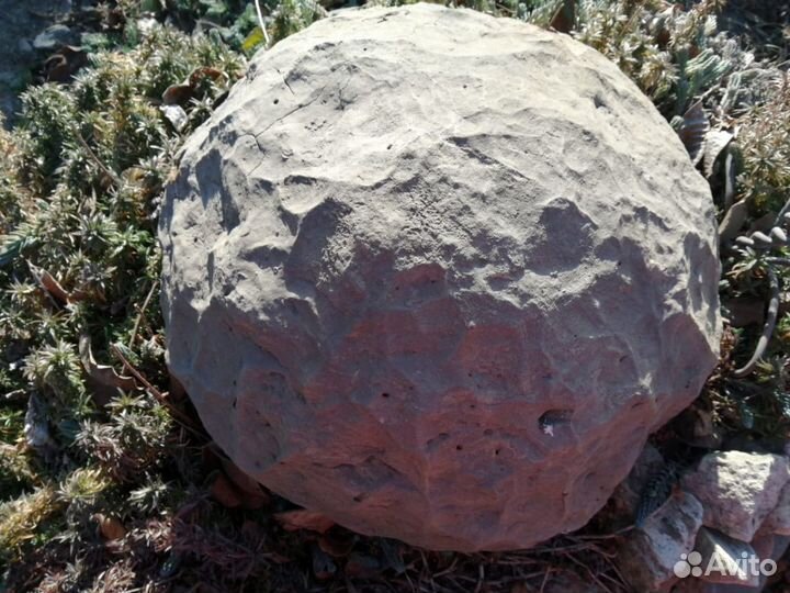 Аммониты Септарии Жеоды Минералы Окаменелости