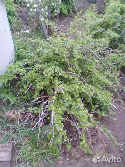 Саженцы крыжовника