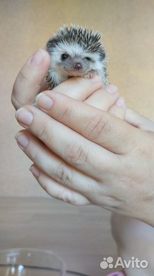 Африканский ежик