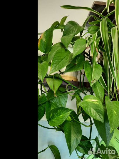 Цветы комнатные