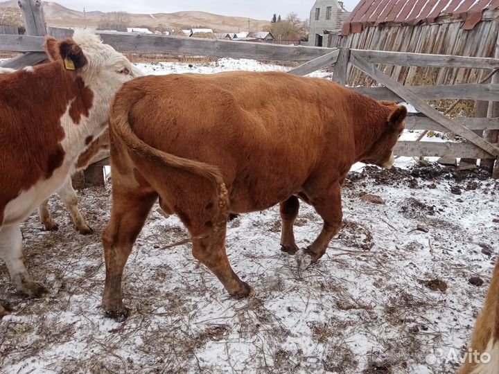 Быки на мясо живым весом