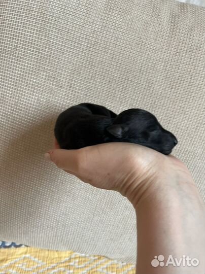 Девочка левретка