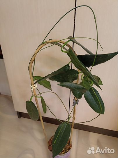 Хойя взрослая