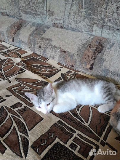 Кошка в дар