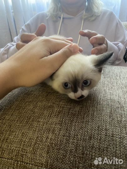 Кошка в дар