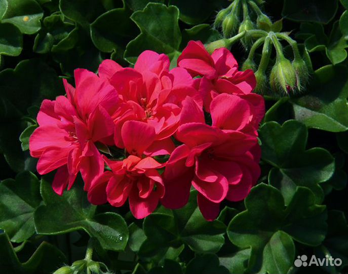 Пеларгония плющелистная