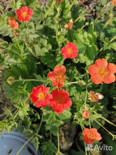 Садовые цветы