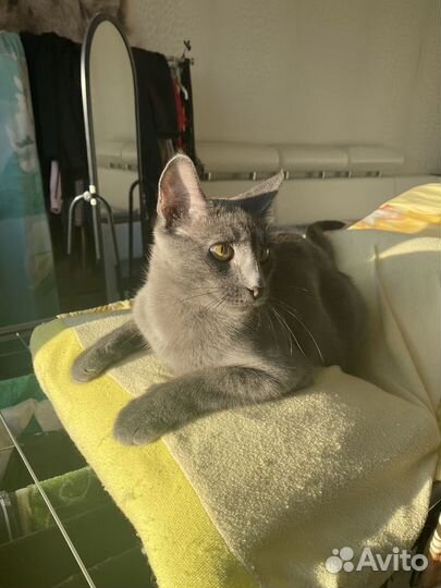 Кошка
