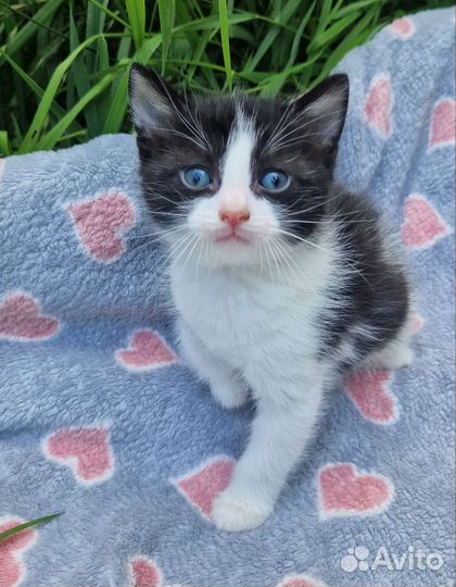 Малышка Куки ищет дом котенок в дар