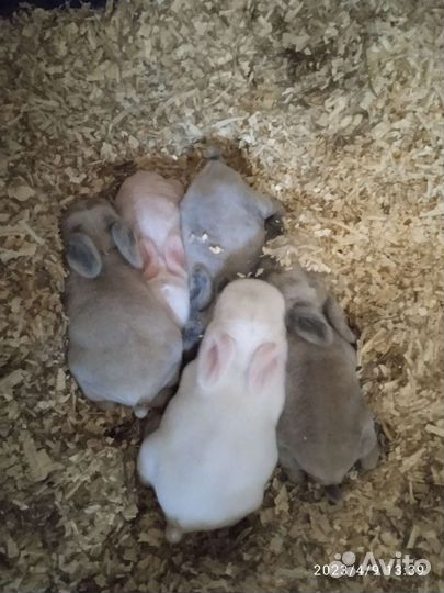 Кролики вислоушки