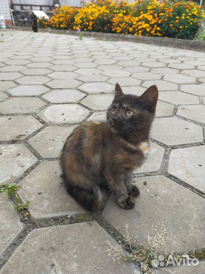 Котенок (девочка) в добрые руки