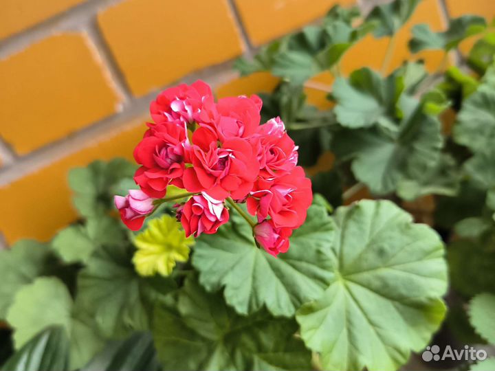 Пеларгония герань