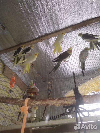 Попугай корелла птенцы