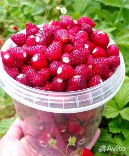 Ягоды земляники садовой