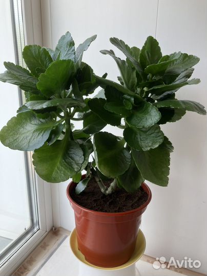 Каланхоэ перистое