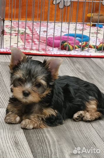 Йоркширский терьер