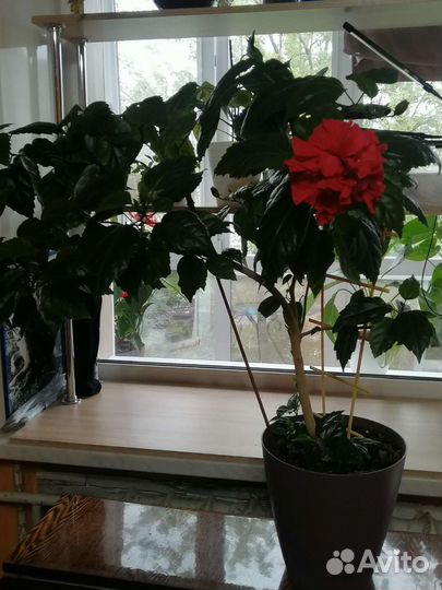 Гибискус китайская роза(гибискус)