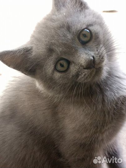 Кошка в дар