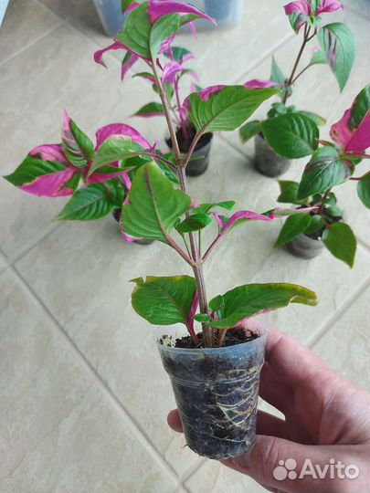 Альтернантера