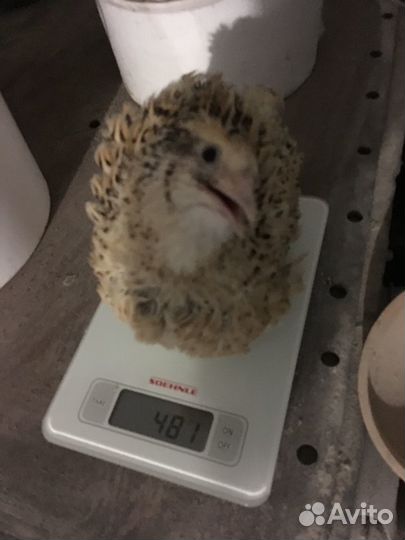 Перепела,инкубационное яйцо,суточные