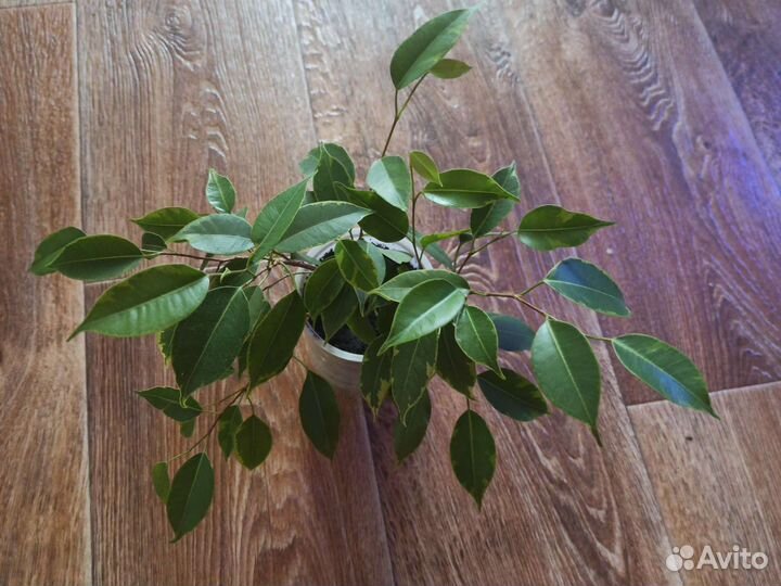 Фикус Бенджамина пестролистный