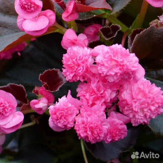 Бегония вечноцветущая махровая