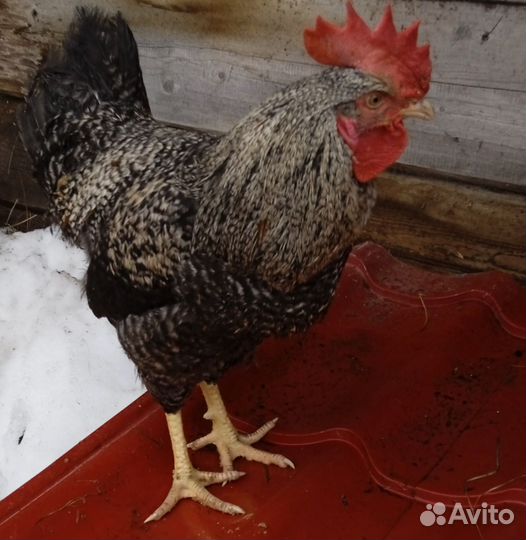 Петух молодой